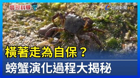 螃蟹橫著走|揭秘螃蟹「橫行霸道」背後的故事